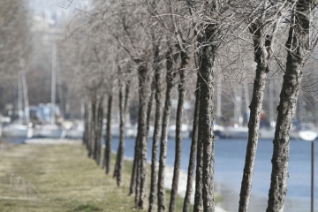 005-katia-bonaventura-photojournalism-paesaggio-alberi-canale-brancolo