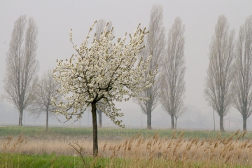 012-katia-bonaventura-photojournalism-paesaggio-brancolo-albero