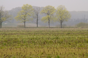 018-katia-bonaventura-photojournalism-paesaggio-nebbia-alberi