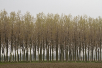 031-katia-bonaventura-photojournalism-alberi-brancolo