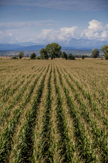 033-katia-bonaventura-photojournalism-paesaggio-campo