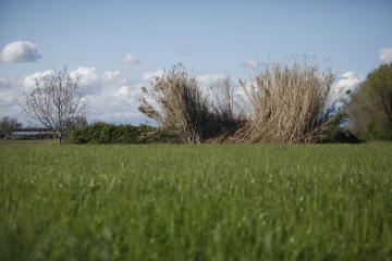 034-katia-bonaventura-photojournalism-paesaggio-campo